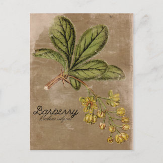 Plant  Struik Briefkaart