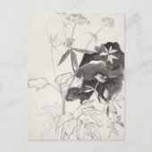 Plant studie | Carel Adolph Cachet Briefkaart (Voorkant)