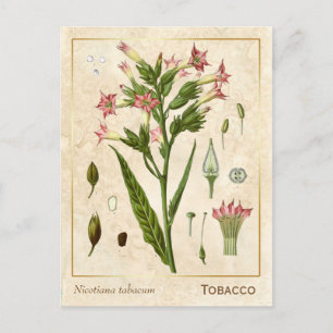  Plant Tabak Herb Botanisch Briefkaart