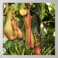 Plant Tropische pitcher