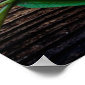 Plant van fern poster (Hoek)