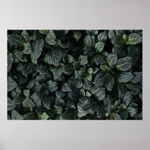 Plant VAN GROENEN EN WITTE LEZEN Poster