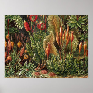  Plant van Haeckel - Life Print
