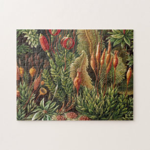  Plant van Haeckel - Life Print Legpuzzel