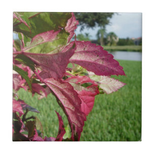 Plant van Hibiscus "Fire and Ice" Tegeltje