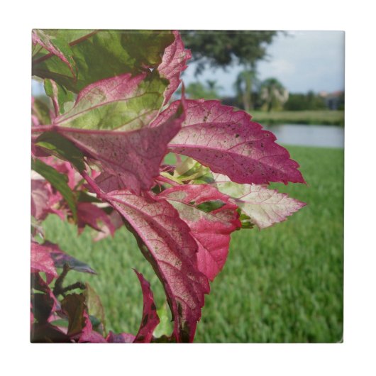 Plant van Hibiscus "Fire and Ice" Tegeltje (Voorkant)