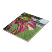 Plant van Hibiscus "Fire and Ice" Tegeltje (Zijkant)