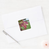 Plant van Hibiscus "Fire and Ice" Vierkante Sticker (Envelop)