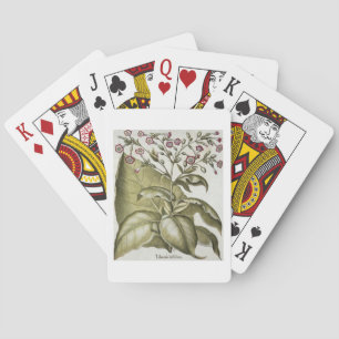 Plant van tabak van de soort "Hortus Eystettensis" Pokerkaarten