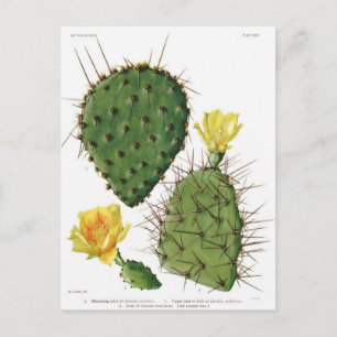 Plant van woestijn Cactus Patroon  Briefkaart