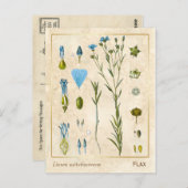  Plant Vlas botanisch Briefkaart (Voorkant / Achterkant)