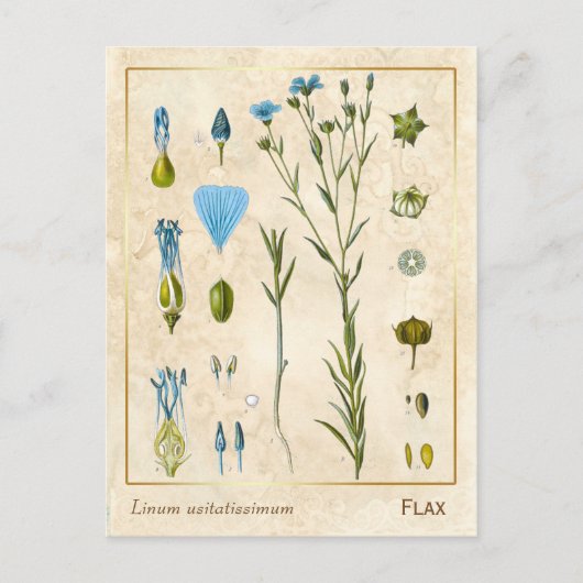  Plant Vlas botanisch Briefkaart (Voorkant)
