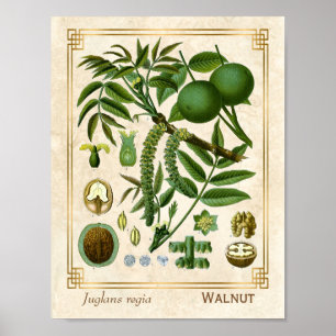 Plant Walnootboom Nut Botanisch Poster