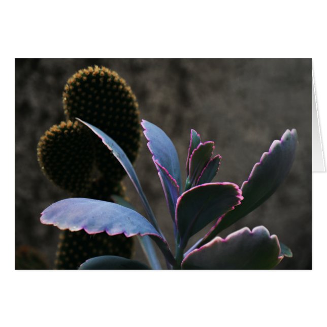 Plant woestijn (Voorkant Horizontaal)