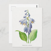 Plantain Lily Hosta Flower Botanical  Briefkaart (Voorkant / Achterkant)