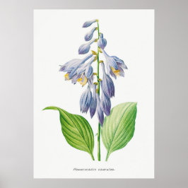 Plantain Lily Hosta Flower Botanical Poster