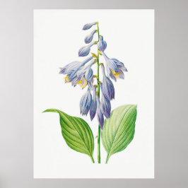 Plantain Lily Hosta Flower Botanical Poster