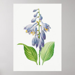 Plantain Lily Hosta Flower Botanical Poster