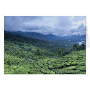 plantation de thé 2 Kerala Etat Inde