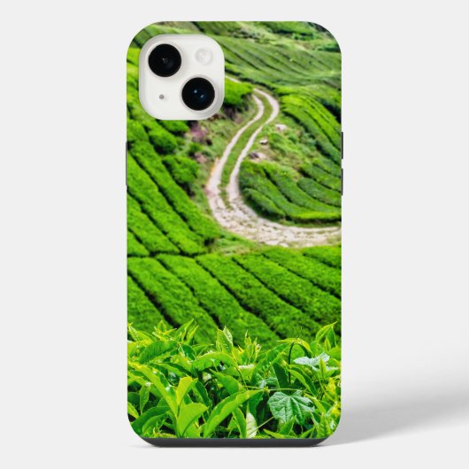 Plantation de thé des Cameron Highlands (Verso)