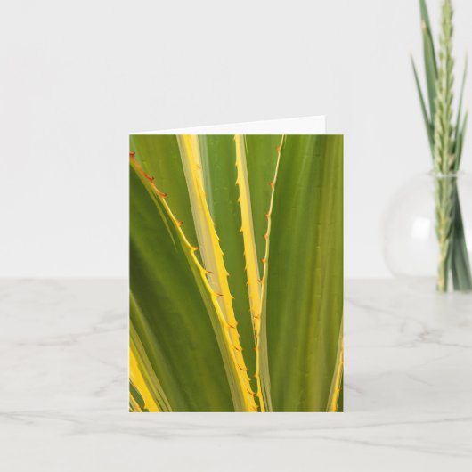 Plante Agave Abstrait (Devant)