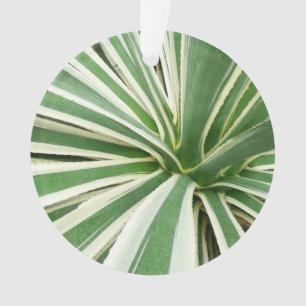 Plante Agave Vert et blanc rayé