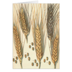 Plante de blé résistant à la sécheresse, Agricultu