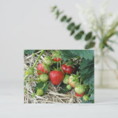 Plante de fraises dans la carte postale du jardin (Debout devant)