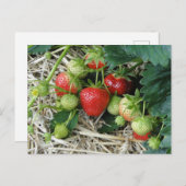 Plante de fraises dans la carte postale du jardin (Devant / Derrière)