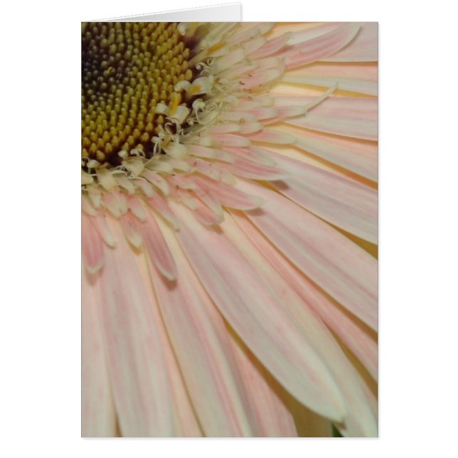 Plante de la Fleur Cure (Devant)