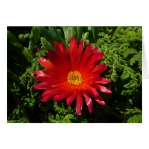 Plante de moquette couleur rouge à fleur de glace