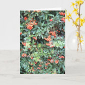 Plante de Pyracantha sur carte de voeux (Fleur jaune)