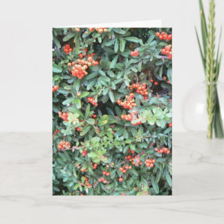 Plante de Pyracantha sur carte de voeux
