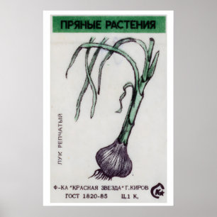 Plante d'oignon - Impression de boîte d'allumettes