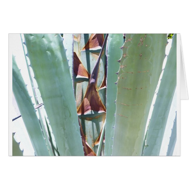 Plante du siècle (Devant horizontal)