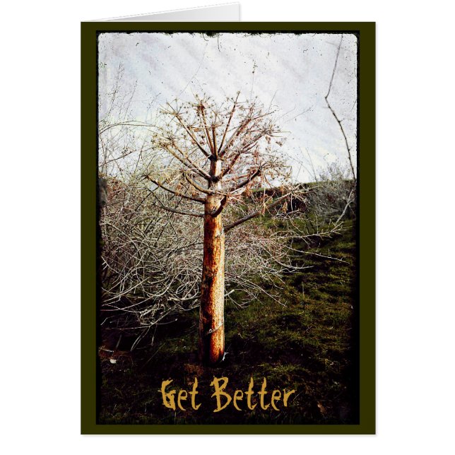 Plante Ferula sec (Devant)