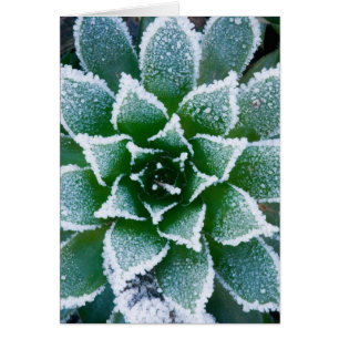 Plante grasse Hen & Chicks avec gelée au début