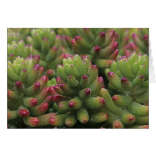 plante Sedum, Musée du désert d'Arizona-Sonora,