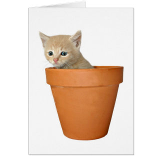 Plante un peu d'amour