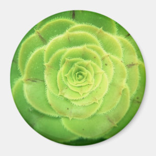 Plante vert Succulent Joli aimant rond