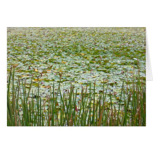 planten (Voorkant Horizontaal)