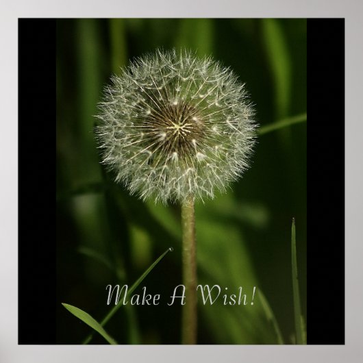 Planten en waterbeelden poster (Voorkant)