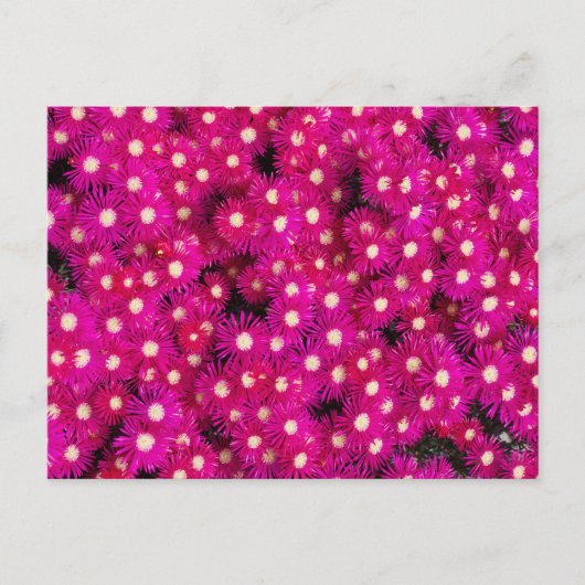 planten ijsbloemen briefkaart (Voorkant)