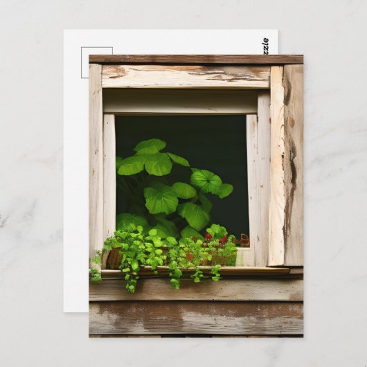 Planten in rustiek venster met verweerd hout Briefkaart (Voorkant / Achterkant)