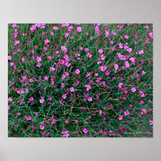 planten uit de tuin van Ken Poster (Voorkant)