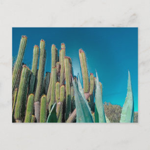 Planten van Afrikaanse woestijncactus Prickly Pear Briefkaart
