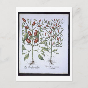 Planten van Chili Pepper uit de "Hortus Eystettens Briefkaart