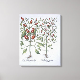 Planten van Chili Pepper uit de "Hortus Eystettens Canvas Afdruk