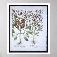 Planten van Chili Pepper uit de "Hortus Eystettens