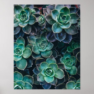 Planten van groene blauwe, succulente cactus opnie poster